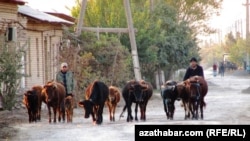 Illýustrasiýa suraty