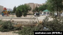 В Ашхабаде снова вырубают тенистые деревья 