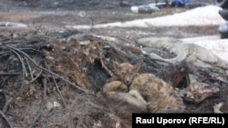 Үй жануарларын уақытша ұстауға арналған орындағы ит. Круглоозерное кенті, Батыс Қазақстан облысы, 29 мамыр 2019 жыл.