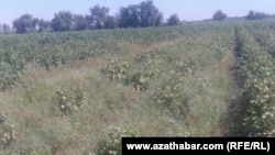 Хлопковое поле в Мары 