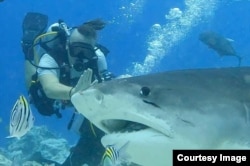 Пётр Британов за работой