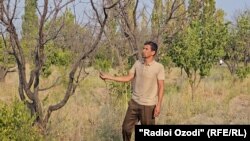 Ба ин боғ тақрибан як моҳ қатрае об наомадааст.